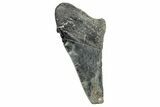 Partial Fossil Megalodon Tooth - South Carolina #250042-1